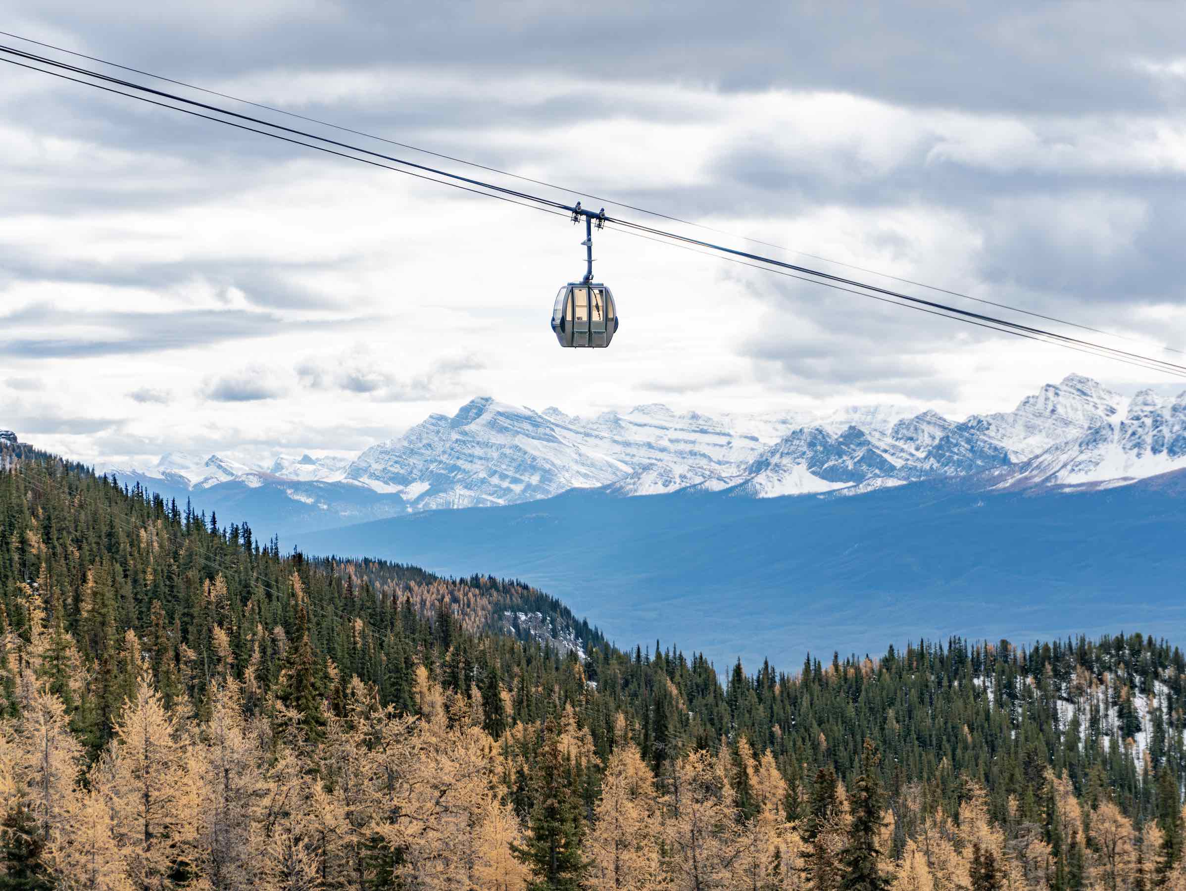 Discover Larches